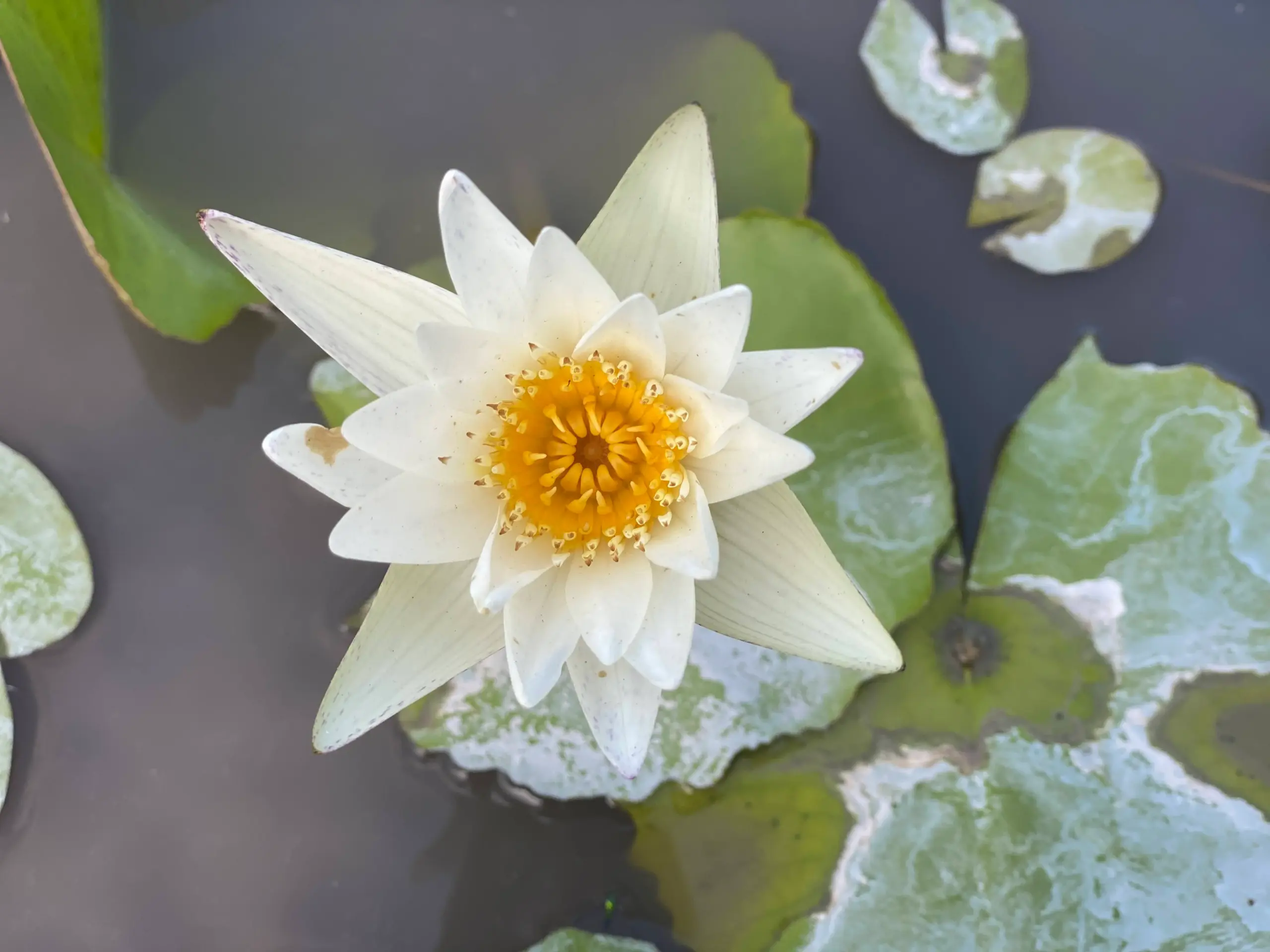 Apply for Credential